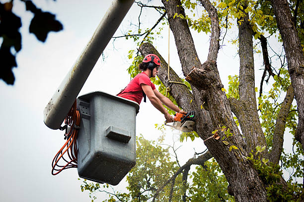 Best Tree Health Inspection  in New Bedford, PA